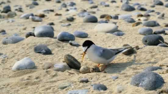 RSPB Minsmere