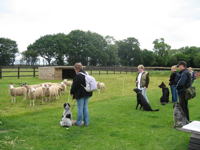 FAB Dog Training near Woodfarm Barns - Luxurious Suffolk Holiday Cottages